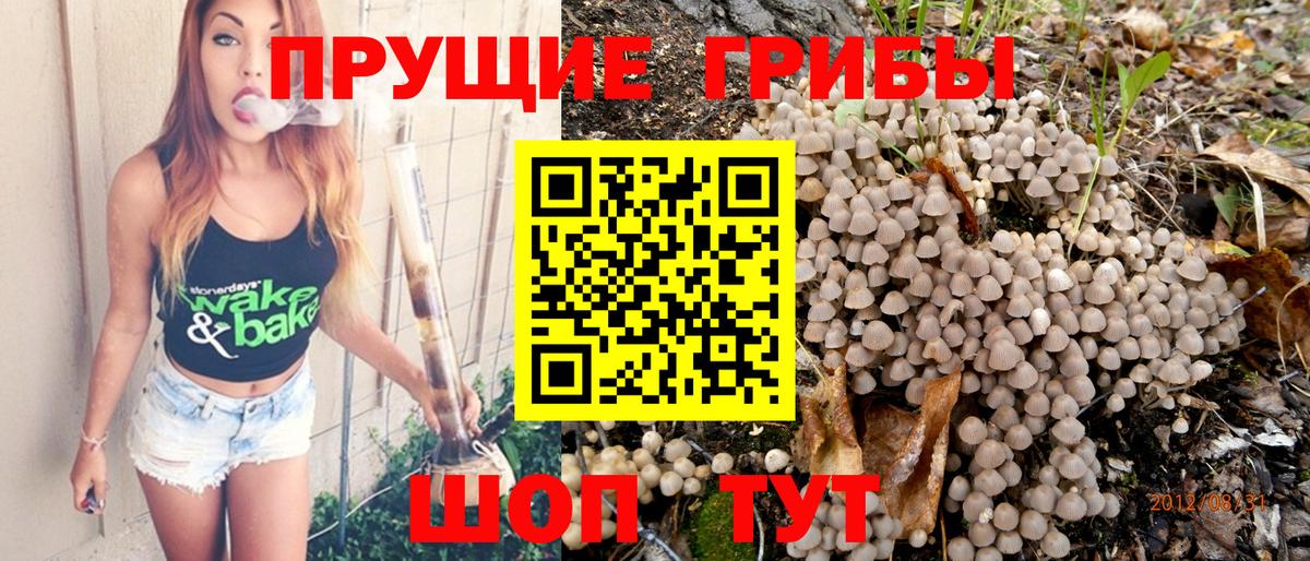 Псилоцибиновые грибы Psilocybine cubensis  Псилоцибиновые грибы Psilocybe  даркнет сайт  Вход с VPN  Славгород 